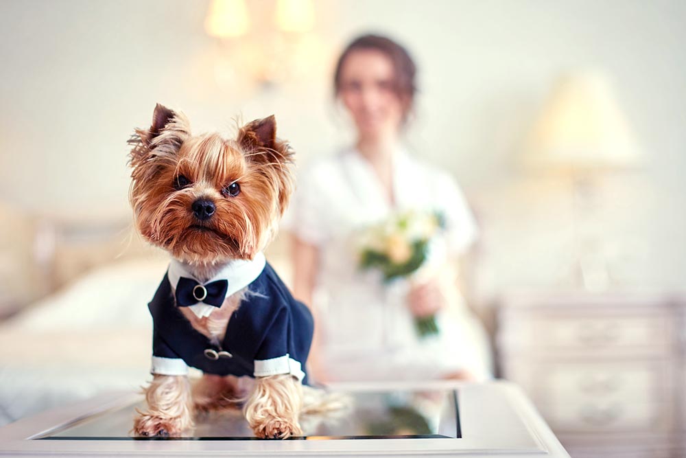 ¿Cómo hacer participar a su perro en su boda?